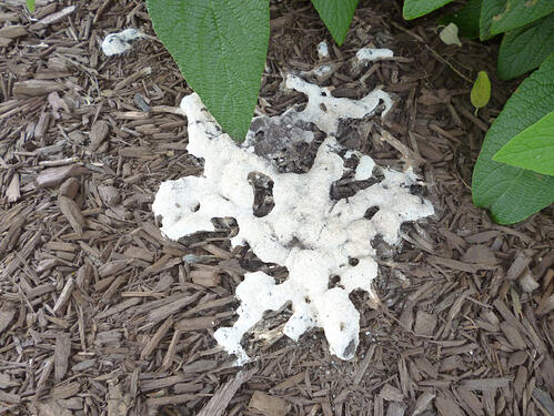 n-Mulch-Nuisance-2-Slime-Mold@-2-scaled